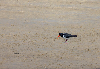 Pied Oystercatcher, water wading bird seen in natural wetland habitat in the Tweed River inlet, Australia