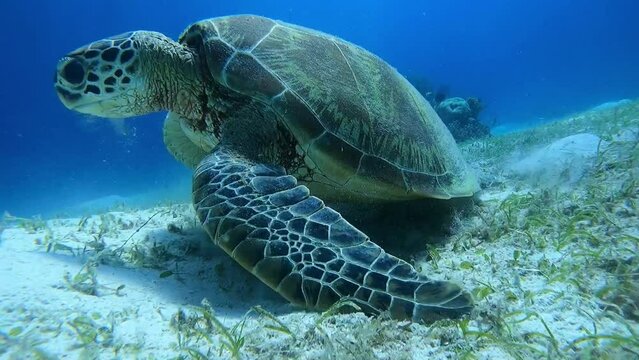 Cute sea turtle eating sea grass underwater at Panglao Beach, Bohol, Philippines.