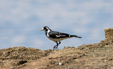 Magpie-lark, Mudlark, Grallina bird seen in natural habitat near waters edge, New South wales, Australia