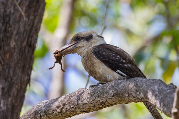 Kookaburra large bird native to Australia perched in tree with frog in beak