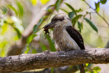 Kookaburra large bird native to Australia perched in tree with frog in beak