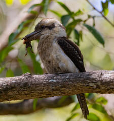 Kookaburra large bird native to Australia perched in tree with frog in beak