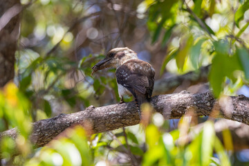 Kookaburra large bird native to Australia perched in tree with frog in beak