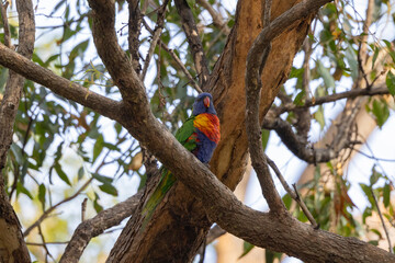 Close up view of Australian Rainbow Lorikeet in natural habitat in Eastern Australia