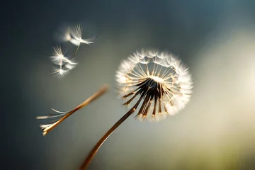 Foto op Plexiglas A solitary dandelion seed, caught in a ray of sunlight as it floats in the air. © AQ Arts