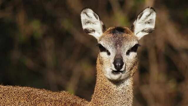 Ruminating Klipspringer Looking At Camera In Sunlight. closeup