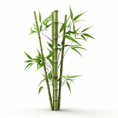 Bamboo, white background