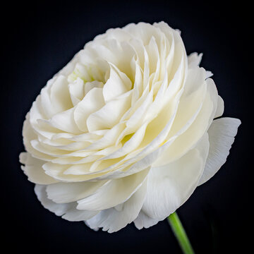 Fototapeta ラナンキュラス KOHEI TAKE ©︎ TAKE PHOTO All RIGHT RESERVED