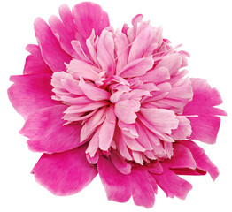 Pink peony flower  on   isolated background with clipping path. Closeup. For design. Transparent background.   Nature.