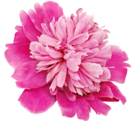 Schilderijen op glas Pink peony flower  on   isolated background with clipping path. Closeup. For design. Transparent background.   Nature. © nadezhda F
