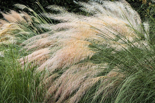 Grass Stipa ichu, Peruvian Feather Grass field, Chinese silver grass in the field
