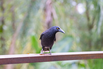 Pied Currawong black bird perched in natural habitat, New South Wales, Australia