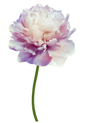 flower peony   on  isolated background.  with clipping path  no shadows.  For design. Closeup..   Transparent background.    Nature.