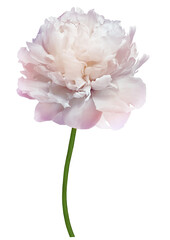 flower peony   on  isolated background.  with clipping path  no shadows.  For design. Closeup..   Transparent background.   Nature.