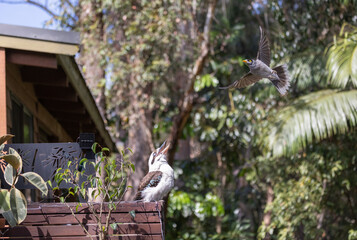 Kookaburra bird being attacked by Noisy Miner in natural rainforest habitat