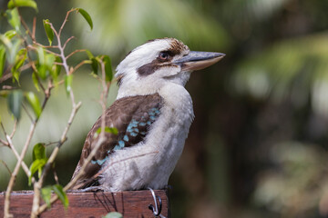 Kookaburra large bird native to Australia perched in residential area