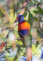 Close up view of Australian Rainbow Lorikeet in natural habitat in Eastern Australia