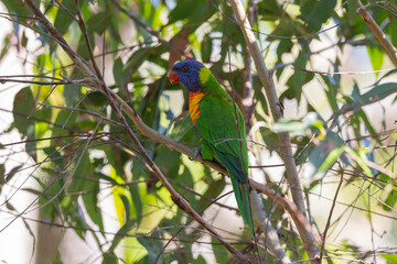 Close up view of Australian Rainbow Lorikeet in natural habitat in Eastern Australia