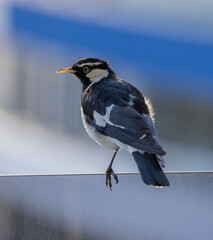 Common Myna bird perched on apartment balcony, New South Wales, Australia