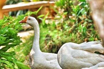 Some geese have white feathers and yellow quills.