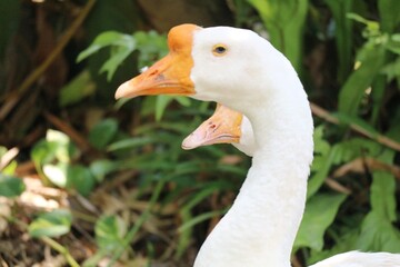 Some geese have white feathers and yellow quills.