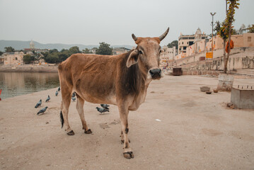 Holy cow walking freely in streets of Pushkar city, India