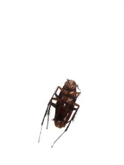 Isolated white photo of a dead cockroach