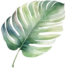 Hand drawn watercolor tropical plant leaf isolated on transparent