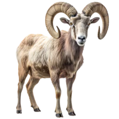 Poster Wild big horned sheep isolated on transparent © kilimanjaro 