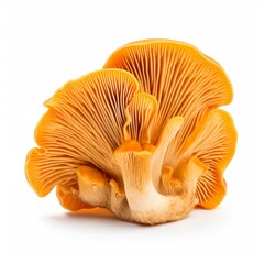 Chanterelle mushrooms isolated on a white background