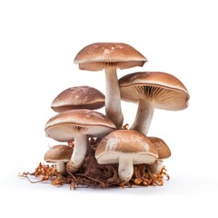 Nameko mushrooms isolated on a white background