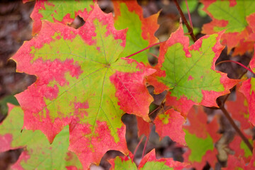 vibrant maple leaf pattern in autumnal colors in bright red and green