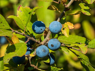 close-up photo of sloe berries