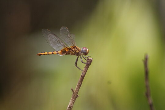 close up of a dragonfly
dragonfly high definition photos
Dragonfly Macro

