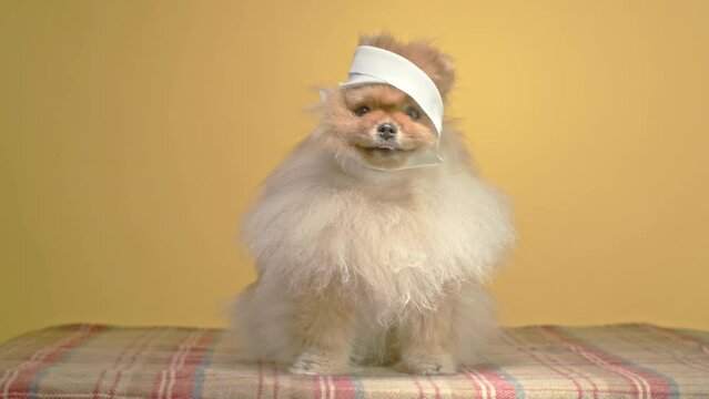 A Pomeranian Spitz, comically sporting a bandaged head, appears as if it's been pranked, all against a bright yellow background.