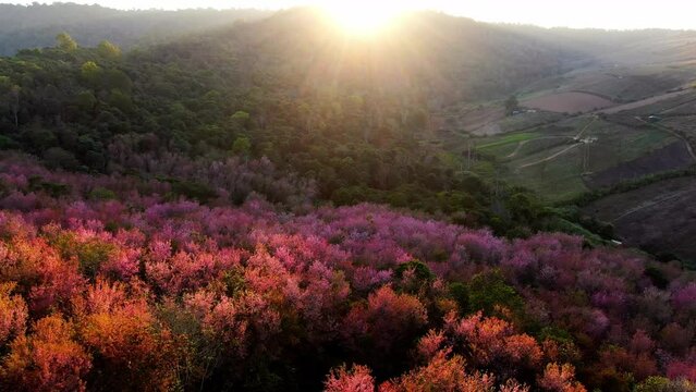 Drone shot of pink sakura blossom on the hill at Phulomlo, Phu Hin Rong Kla Nation park, Thailand.