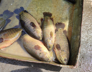 Climbing perch is a fresh water fish native to Asia. It can crawl without water from one place to another. It is known as Koi or Kawoi fish in India. It has a high commercial demand due to it taste. 