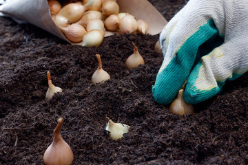 How to plant onions. The process of sowing onion seeds in the open ground, soil