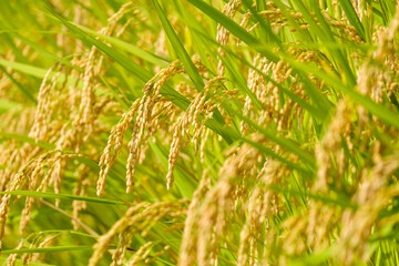 黄金色に実った稲穂　秋　9月