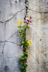 Flower Growing from Crack in Wall