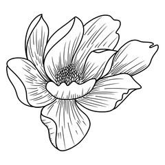 sketch of flower