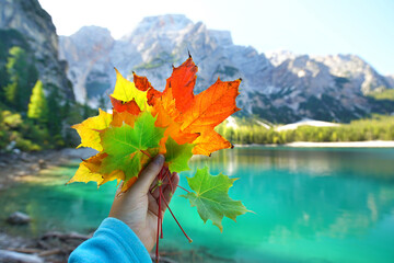 buntes Herbstlaub in der Herbstsonne - obrazy, fototapety, plakaty