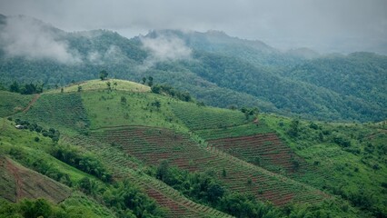 Beautiful agriculture field on Doi Chang mountain, Chiang Rai, Thailand.