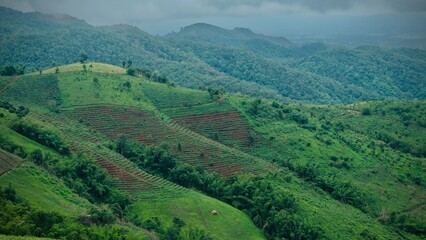 Fototapeta na wymiar Beautiful agriculture field on Doi Chang mountain, Chiang Rai, Thailand.