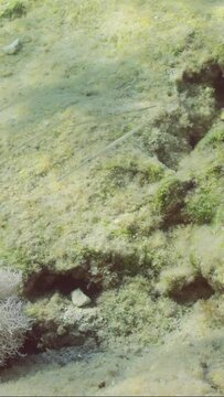 Vertical video, School of juvenile Bluespotted Cornetfish or Smooth Flutemouth (Fistularia commersonii) swims next to coastal rocky reef in sun glare, Mediterranean Sea, Slow motion