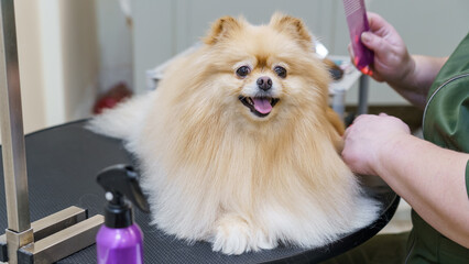 dog in the pet salon, groommer trimming claws and drying, combing wool and haircut. animal care, wool care 