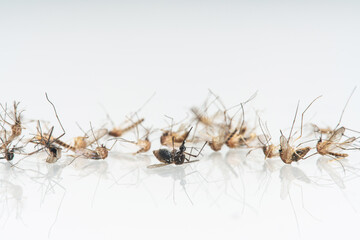 Close-up of a mosquito on white background, Mosquito parasite infected with virus. Leishmaniasis, encephalitis, yellow fever, malaria