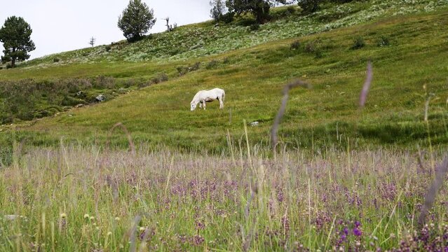 White horse eating green grass at highland pasture. Rural life in countryside in Litang, Sichuan, China. 4k slow motion footage.