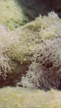 Vertical video, Panorama of Red algae Liagora on a coastal rocky reef in the sun glare in Mediterranean Sea, Slow motion, Close-up. Underwater seascape with Liagora alga covered stones