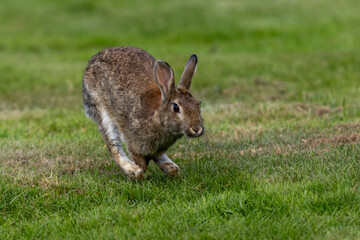 Ein flüchtendes Wildkaninchen im Sprung